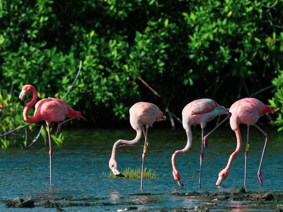 Picture of Flamingos in the water on Bonaire