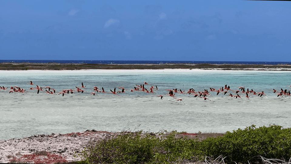 Flamingos in Goto Lake on Bonaire